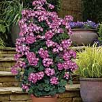 Unbranded Geranium (Climbing) Antik Plants 402222.htm