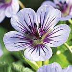 Unbranded Geranium Crystal Lake 226846.htm