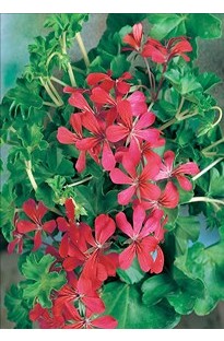 Unbranded Geranium Decora Red x 5 young plants