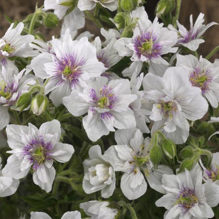 Unbranded Geranium Double Jewel Plants Pack of 3 Potted