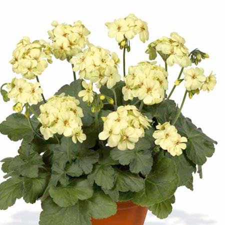 Unbranded Geranium First Yellow Plants Pack of 6 Pot Ready