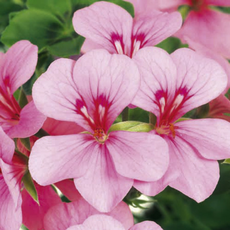 Unbranded Geranium Gerainbow Plants - RED Pack of 6 Pot
