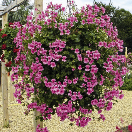 Unbranded Geranium Gerainbow Plants 5 Potted Plants   1