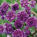 Unbranded Geranium Himalayense Plenum Potted Plants