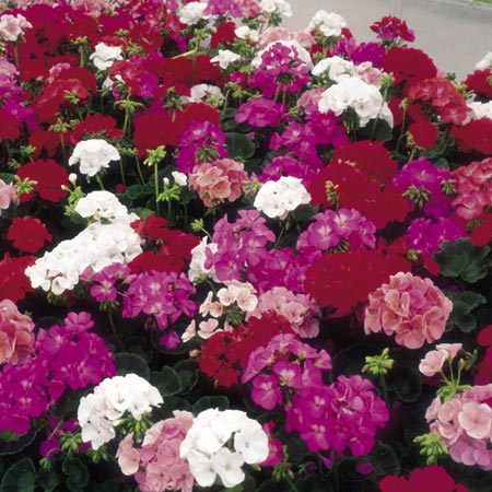 Unbranded Geranium Inspire Mixed F1 Plants Pack of 30