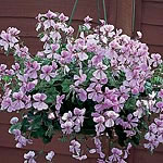 Unbranded Geranium Ivy-Leaf (Peltatum) Summertime Lilac