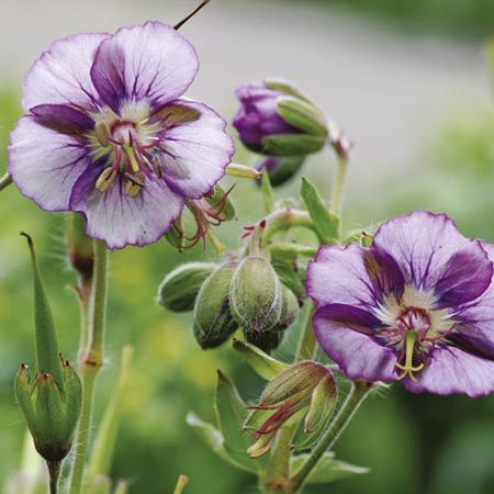 Unbranded Geranium Lavender Pinwheel Pack of 3 Bare Roots
