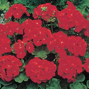 Unbranded Geranium Moulin Rouge Seeds