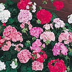 The Bedding Geranium`. A superb  early flowering variety  specially blended to contain less harsh re