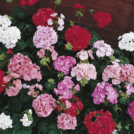 Unbranded Geranium Pastorale Mixed F2 Seeds Average Seeds 30
