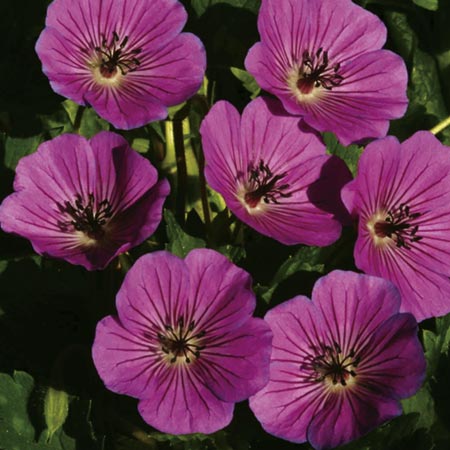 Unbranded Geranium Pink Penny Pack of 2 bare root plants