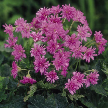 Unbranded Geranium Plant Collection Pack of 3 Potted