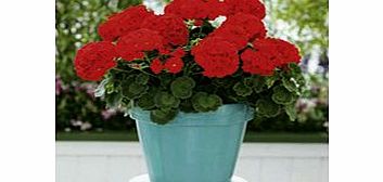 Unbranded Geranium Plants - Cabaret Red