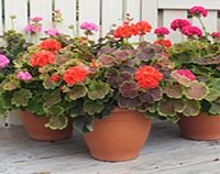 Unbranded Geranium Plants - Caramel Collection