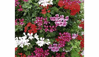 These ivy-leaved geraniums will produce cascades of vibrant flowers like you see on holiday in the Med! Trailing.