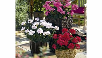 Unbranded Geranium Plants - Zonal Collection