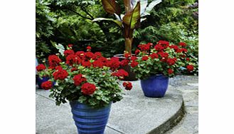 Unbranded Geranium Plants - Zonal Red