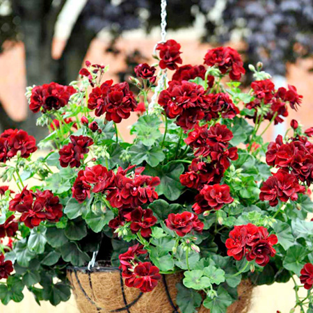 Unbranded Geranium Trailing Plant Collection Pack of 6 Pot