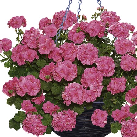Unbranded Geranium Trailing Plants - LILLY Pack of 6 Pot
