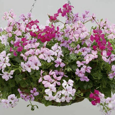 Unbranded Geranium Trailing Summertime Mixed Plants Pack