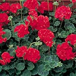 Unbranded Geranium Vista Red Easiplants