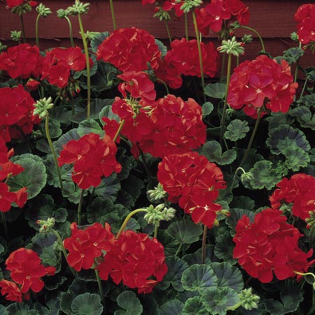 Unbranded Geranium Vista Series Deep Rose F2 Seeds Average