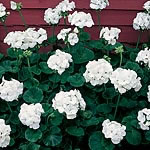 Unbranded Geranium Vista Series Seeds - White
