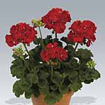 Unbranded Geranium Zonal Collection Plants - OCTAVIA HILL