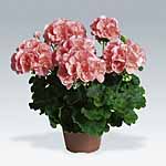 Unbranded Geranium Zonal Collection Plants 402321.htm