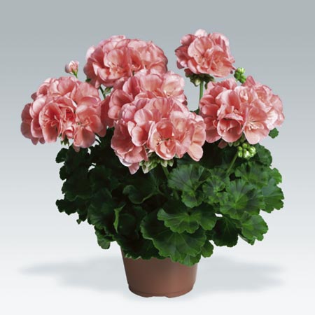 Unbranded Geranium Zonal Plant Collection Pack of 5 Pot