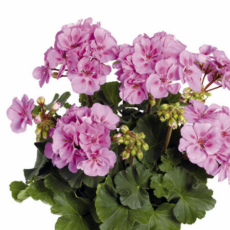 Unbranded Geranium Zonal Plant Collection Pack of 6 Pot