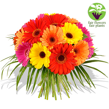 Unbranded Gerbera Bouquet   Free Vase - flowers