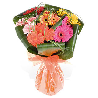 Unbranded Gerbera Fanfare