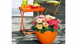 Gerberas have been a favourite for decades  and their popularity continues to grow. Today  they are one of the five most popular flowers (behind roses  carnations  chrysanthemums and tulips). Theyve become a multi-purpose plant  and are coveted for c