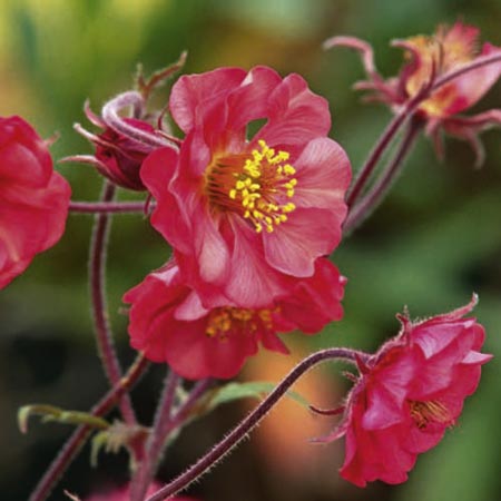 Unbranded Geum Flames of Passion Plants Pack of 3 Potted