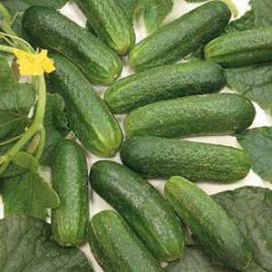 Unbranded Gherkin Diamant F1 Seeds