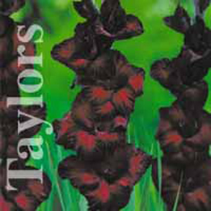 The Black Jack produces medium sized  deep dark mahogany red blooms.