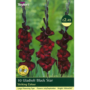 Unbranded Gladioli Black Star Bulbs