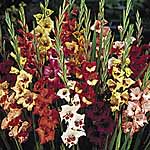 Unbranded Gladioli Butterfly Flowered Mix 243633.htm