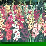 Unbranded Gladioli Butterfly Flowered Mixed