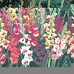 Unbranded Gladioli Butterfly Flowered Mixed