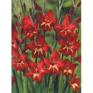 This hardy variety produces crimson red blooms with a central yellow stripe. Suitable for herbaceous