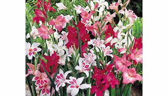 Unbranded Gladioli Corms - Nanus Mix