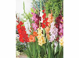 Unbranded Gladioli Corms - Summer Selection