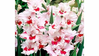 Unbranded Gladioli Corms - Thats Love