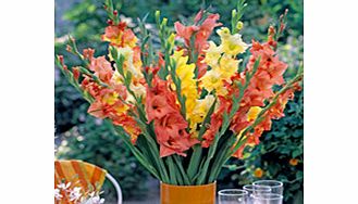 Unbranded Gladioli Corms - Tutti Frutti Mix