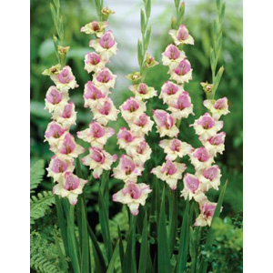 The Flevo Bambino produces medium sized cream flowers with lilac blotches.