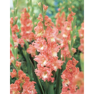 The Coral Lace produces blooms of frilled  medium sized  pink and cream flowers.
