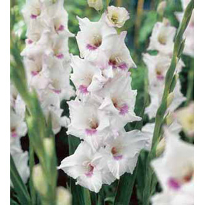 The Home Coming produces blooms of medium sized  tubular white flowers with a purple throat.