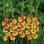 Unbranded Gladioli Large Flowered - Princess Margaret Rose